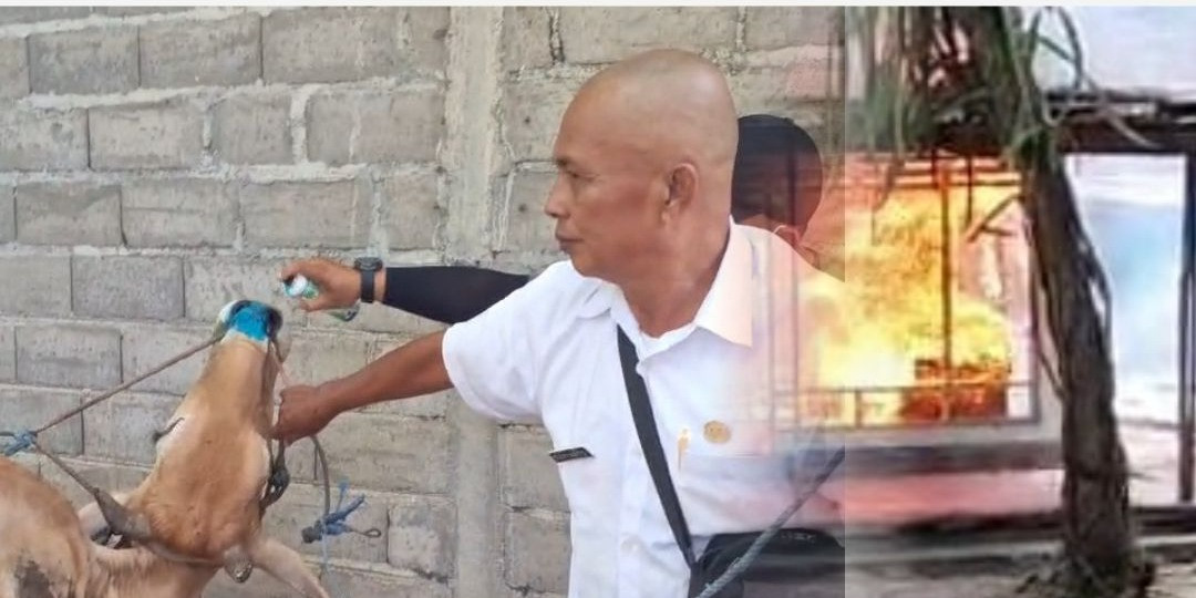 Kebakaran di Desa Bandilan, Satu Ekor Sapi Terdampak dan Telah Mendapat Penanganan